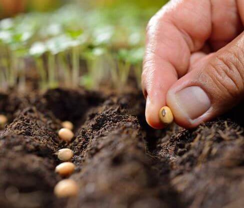 Quality Planting Material certification standard
