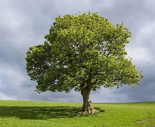 Trees Outside Forest certification standard