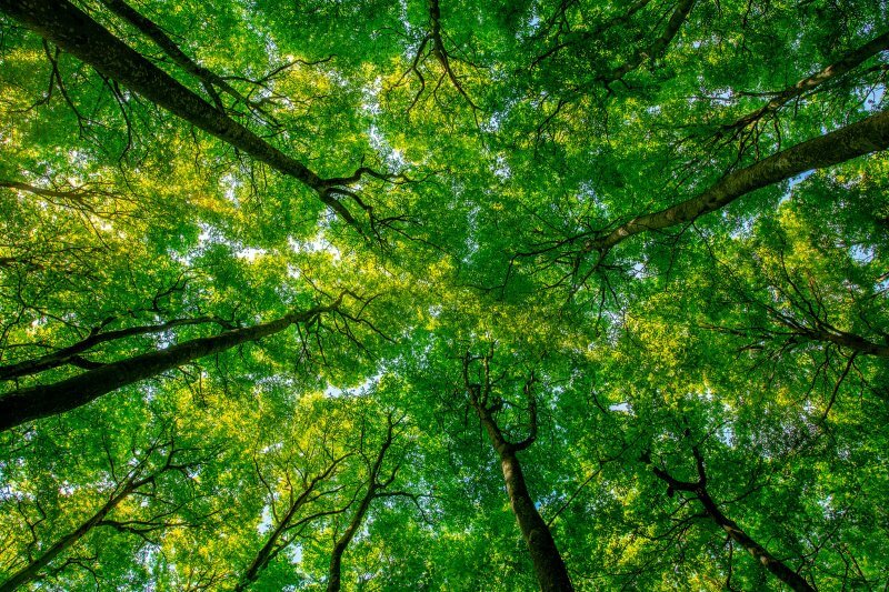 Forest Management certification standard